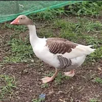 غازمحلی سرحال سه کیلوبه بالابدون مشکل