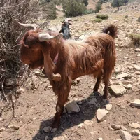 بعده افغانی