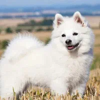 سگ اشپیتز ژاپنی