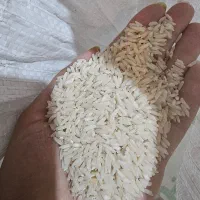 برنج طارم بهنام کشت امساله