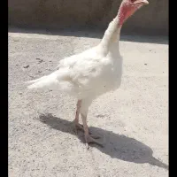بقلمون