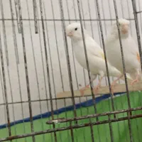 قناری نر ریز خون پنج ماهه