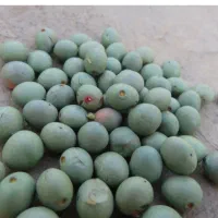 بنه کوهی (گون)