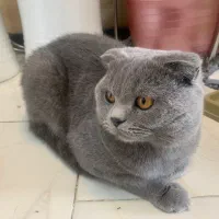 گربه اسکاتیش نر