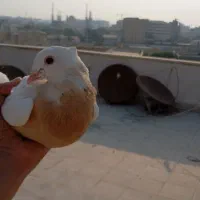 کانال کفتر