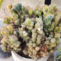 کاکتوس ده ساله کوهی مینیاتوری کلکسیونی
