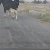 گاو ۳۰۰ کیلو  گوشت به بالا داره
