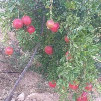 فروش کاه عدس