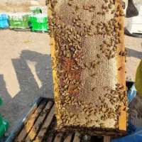 فروش ملکه باکره