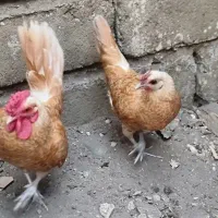 فروش مرغ و خروس سبرایت بوف