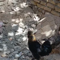 خروس