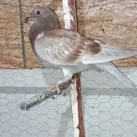 جوجه قوره ای گمشده
