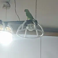 ملنگو|پرنده|قدس, شهر‌قدس|دیوار