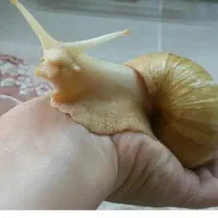 هلزون برای پوست صورت