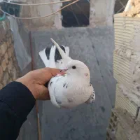 کفتر پرشی|حیوانات|قم, شاه ابراهیم|دیوار