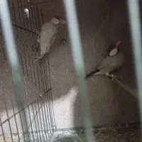 فنج نرگسی مولد