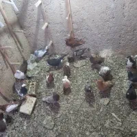 کبوتر