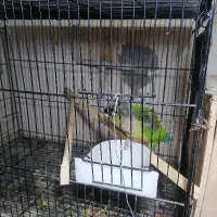 جفت گرینچیک مولد و کارداده