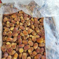 زاهدی قصب