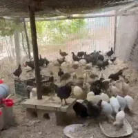جوجه مرغ مصری یاشاخدار
