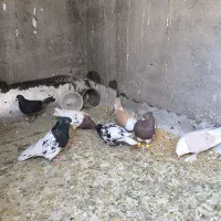 نقش
