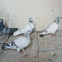 کبوتر