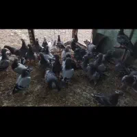 کبوتر