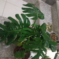 برگ انجیری مانسترا