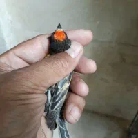گلبسر نر مست