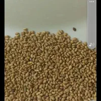 تخم یا بذر یونجه درجه یک صددرصد تضمینی