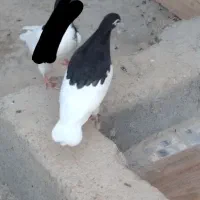 ماده یال گلدار ۵۰۰ تومن