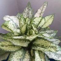گل آگلونما برفی