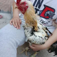 خروس وجوجه
