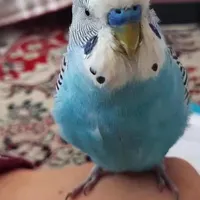مرغ عشق گم شده