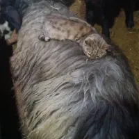 کود حیوانی(کمره گوسفندی )حدود ۳الی ۴سایپا