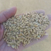 فروش جودامی