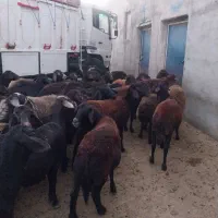 میش جوان