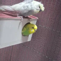 مرغ عشق پروانه ای نر و ماده اسپانگل
