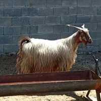 بز کهره دار