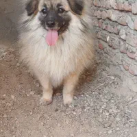 حیوان|سگ|اسکو, |دیوار