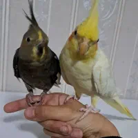 یک جفت عروس هلندی دستی