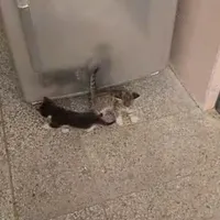 بچه گربه گم شده