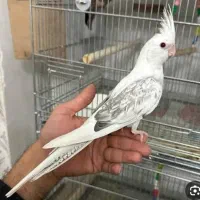 عروسی هلندیم گمشده