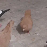 کفتر ماده زرد پررنگ هم پرش هم جفتگاه