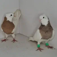 تعدادی کبوتر طوقی و سرور دم سفید درجه یک