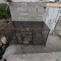 یک عدد قفس بزرگ فروشی