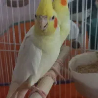 تعدادی عروس هلندی بالغ و جوجه