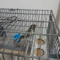 گلبسر