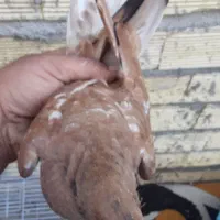 کبوتر کله ای