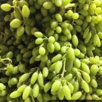 غوره انگور